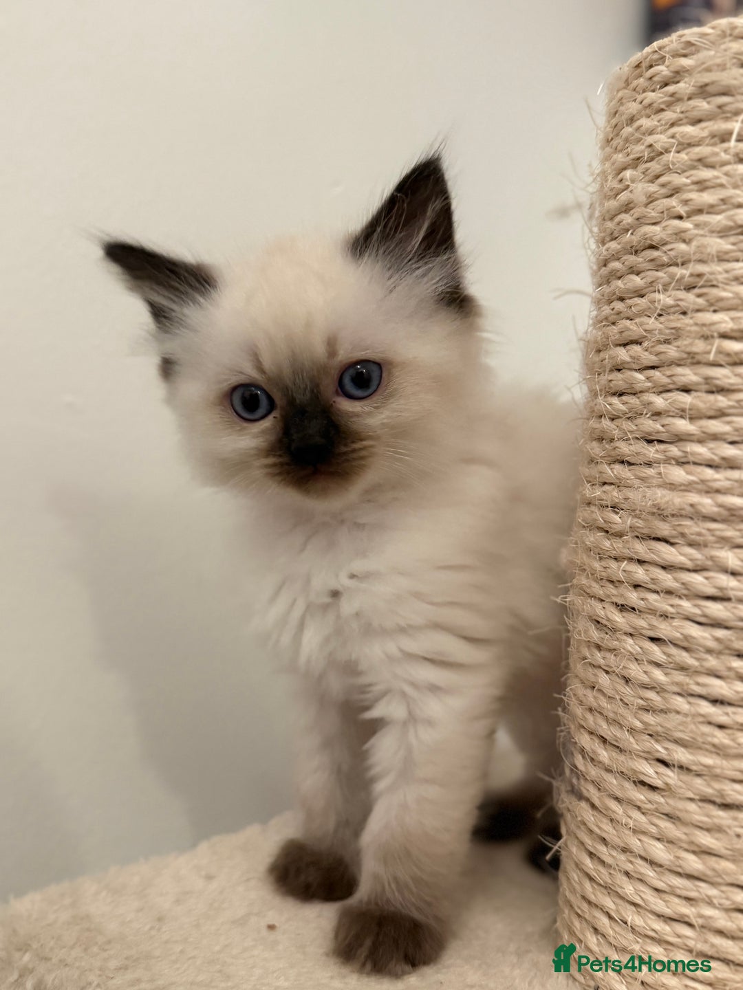 Ragdoll cats for sale: GCCF Registered seal point kittens - Image 10