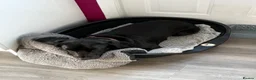 Mixed Breed dogs for sale: Happy, loving family dog in Chorley - Advert 5