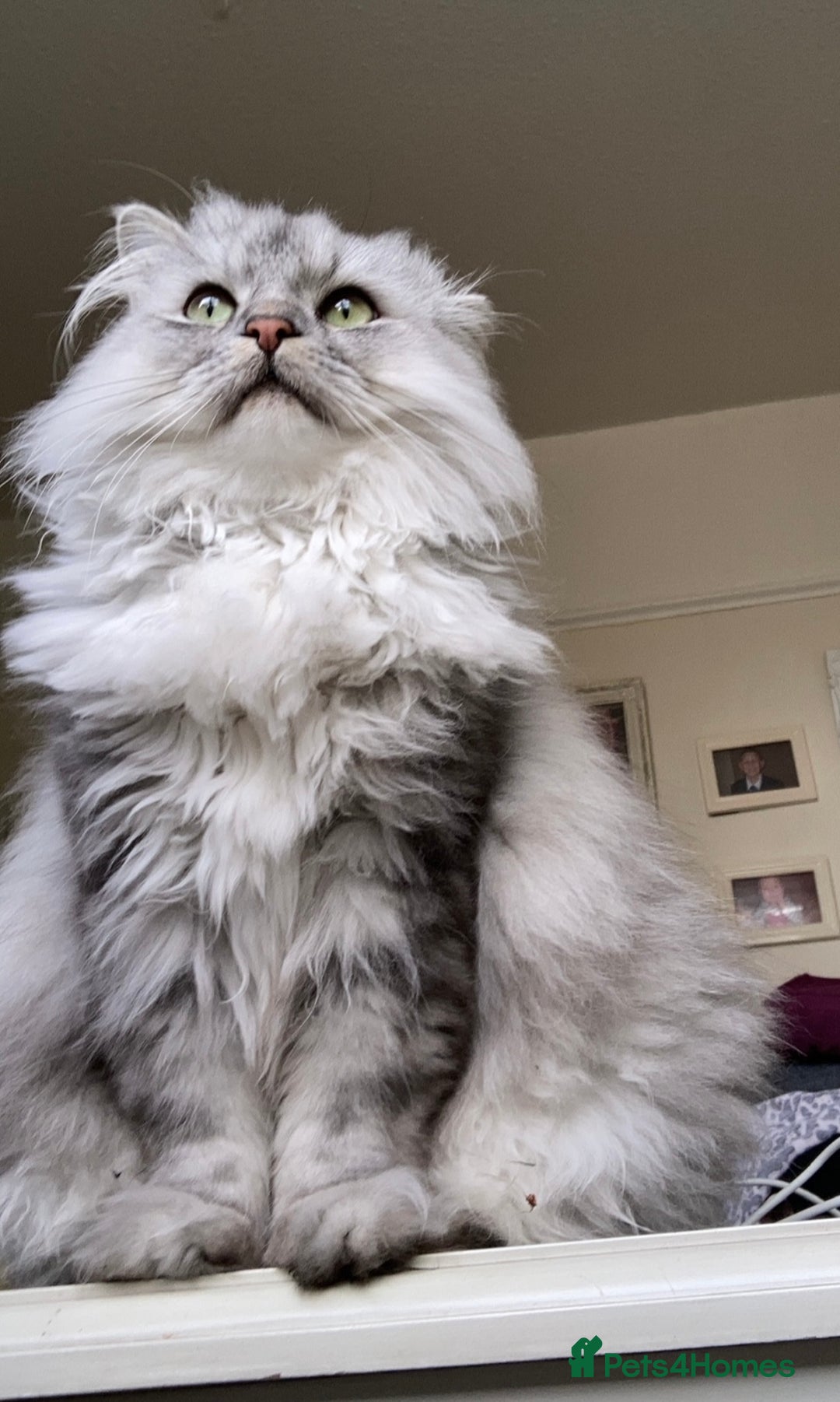 Persian cats for sale: Persian chinchilla and ragdoll X for sale - Image 6