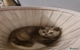 British Shorthair cats for sale: GCCF kittens ready 2 leave now - Advert 4