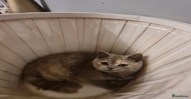 British Shorthair cats - Advert 14