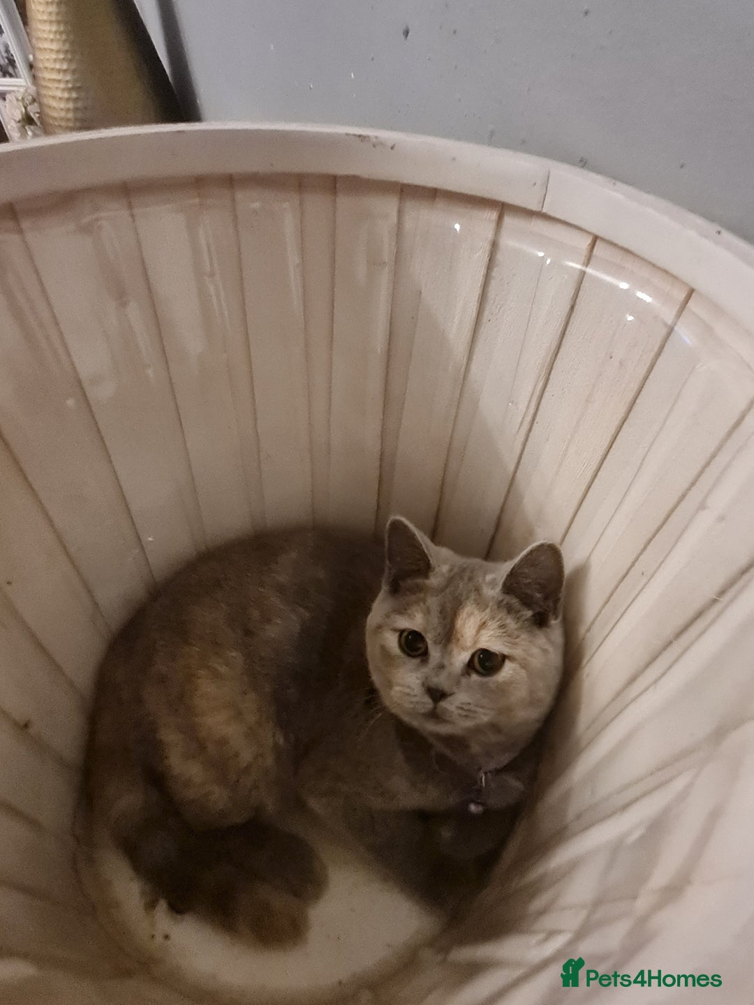 British Shorthair cats for sale: GCCF kittens ready 2 leave now - Advert 4