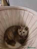 British Shorthair cats - Advert 11