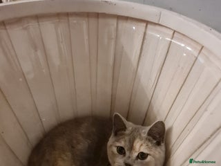 British Shorthair cats GCCF kittens ready 2 leave now - Advert 3