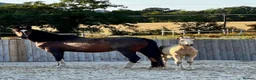 KWPN horses for sale: KWPN cross Gypsy vanner buckskin filly  - Advert 6