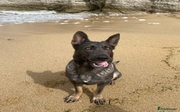 German Shepherd dogs for sale: German shepherd  - Image 1