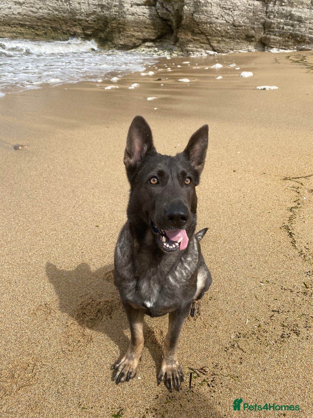 German Shepherd dogs for sale: German shepherd  - Image 1