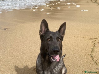 German Shepherd dogs - Advert 32