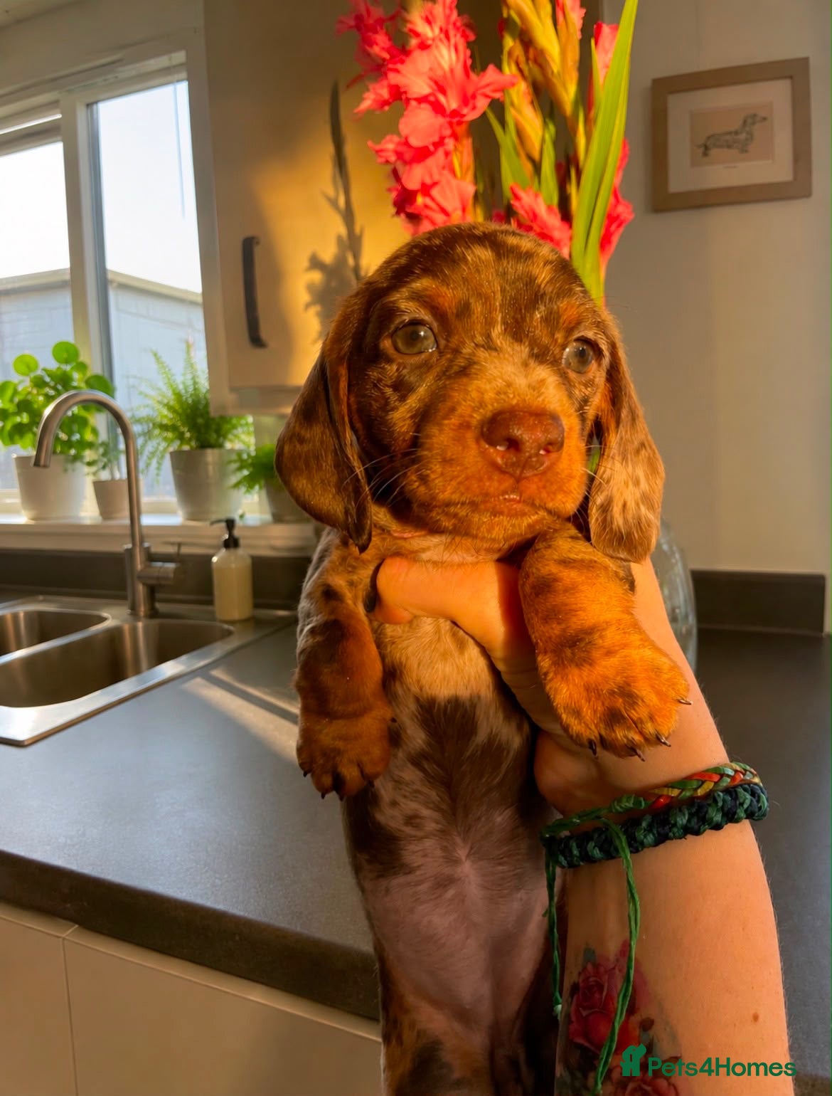 Miniature Dachshund dogs KC pedigree Mini Dachshund puppies - Advert 12