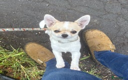 Chihuahua dogs for sale: *Parti Crufts Qualified Champion sired* in Cambridge - Image 8