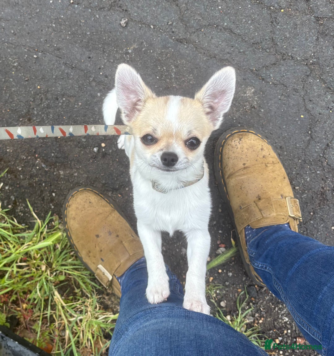 Chihuahua dogs for sale: *Parti Crufts Qualified Champion sired* in Cambridge - Image 8