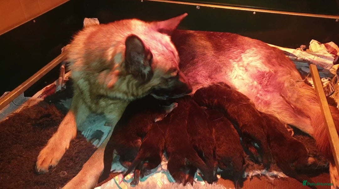 German Shepherd dogs for sale: Beautiful puppies from top bloodlines  - Advert 2