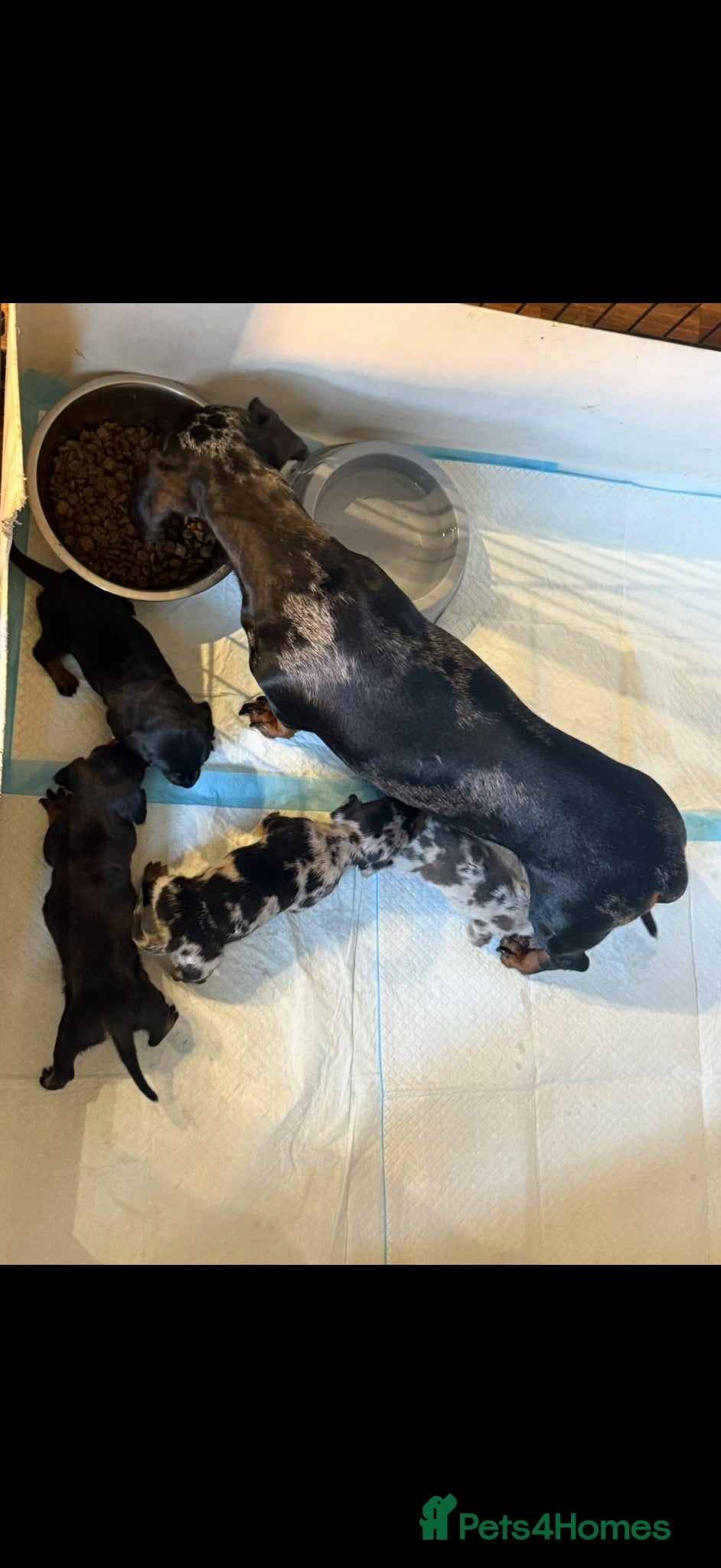 Miniature Dachshund dogs Miniature dachshund Puppys for sale  - Advert 4