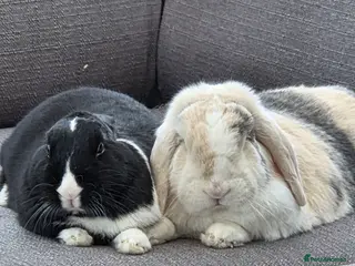 Dutch rabbits Bunnies for sale - Advert 1