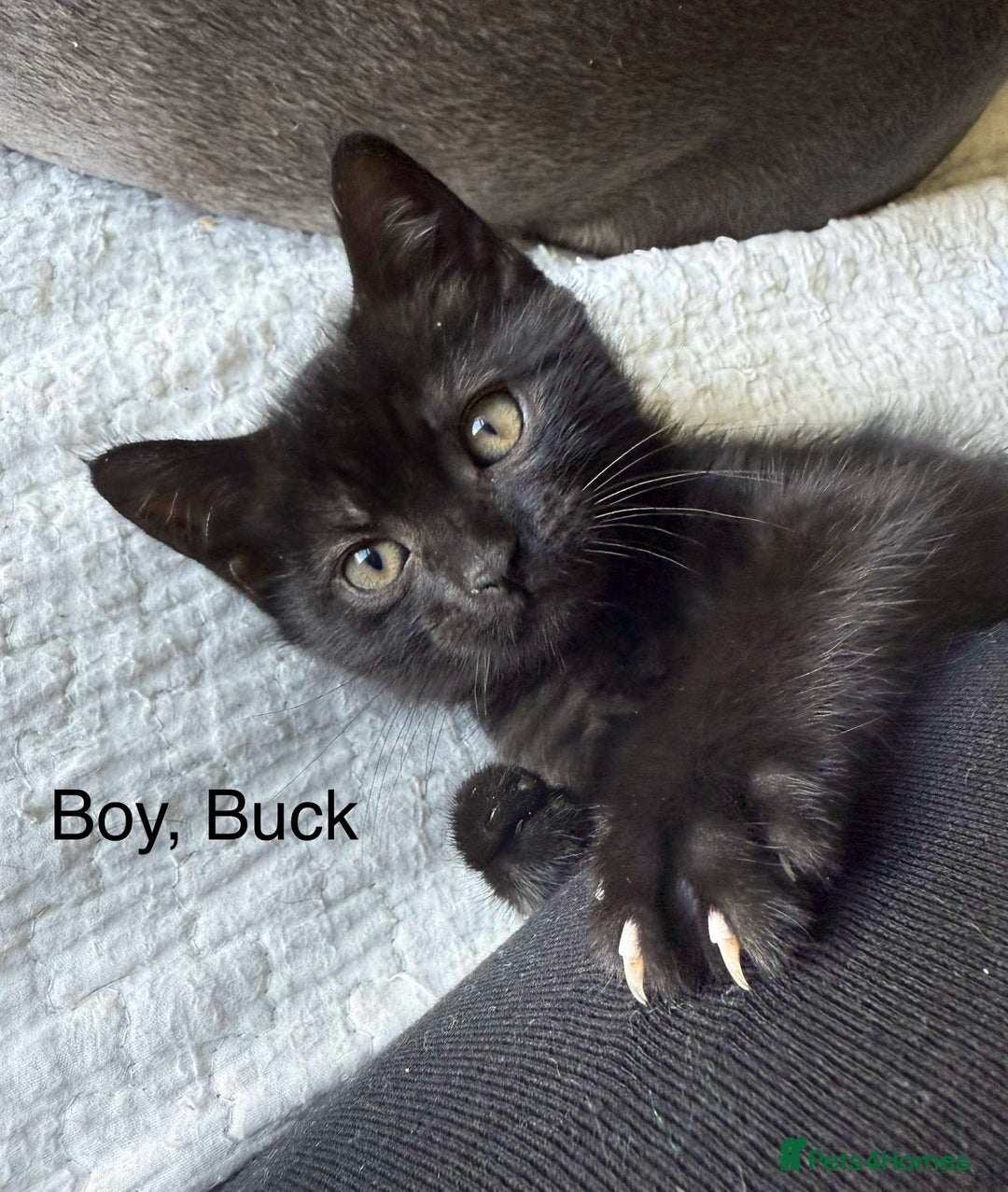 British Shorthair cats for sale: Cross British short hair kittens  - Image 6