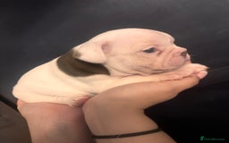 French Bulldog dogs for sale: Beautiful chunky Frenchie pups - Image 16