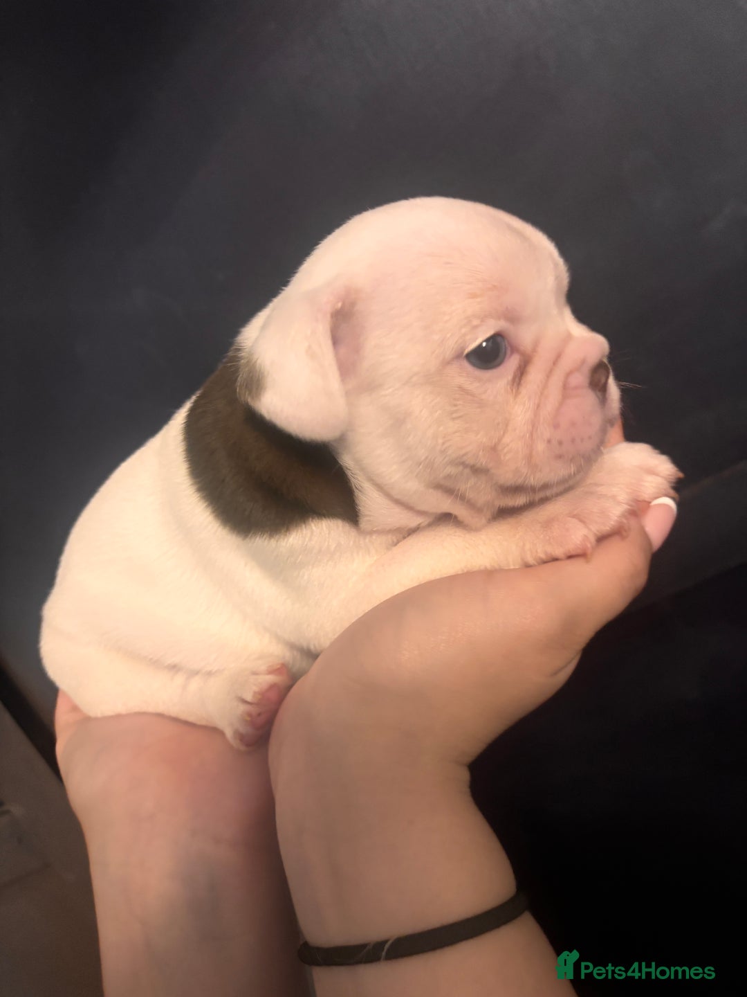 French Bulldog dogs for sale: Beautiful chunky Frenchie pups - Image 16