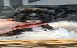 Boxer dogs for sale:  Puppies KC – Exceptional Champion Bloodlines 🐾 - Image 26