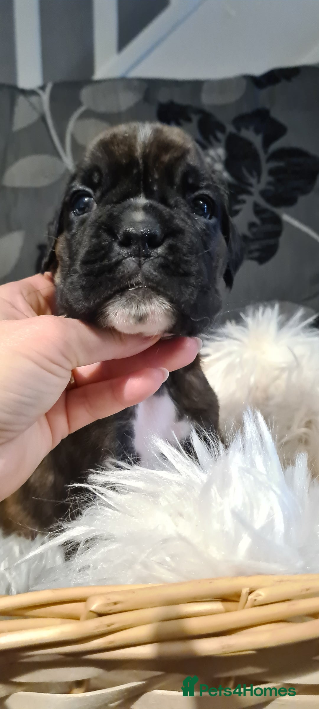 Boxer dogs for sale:  Puppies KC – Exceptional Champion Bloodlines 🐾 - Image 26