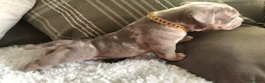 American Bully 3