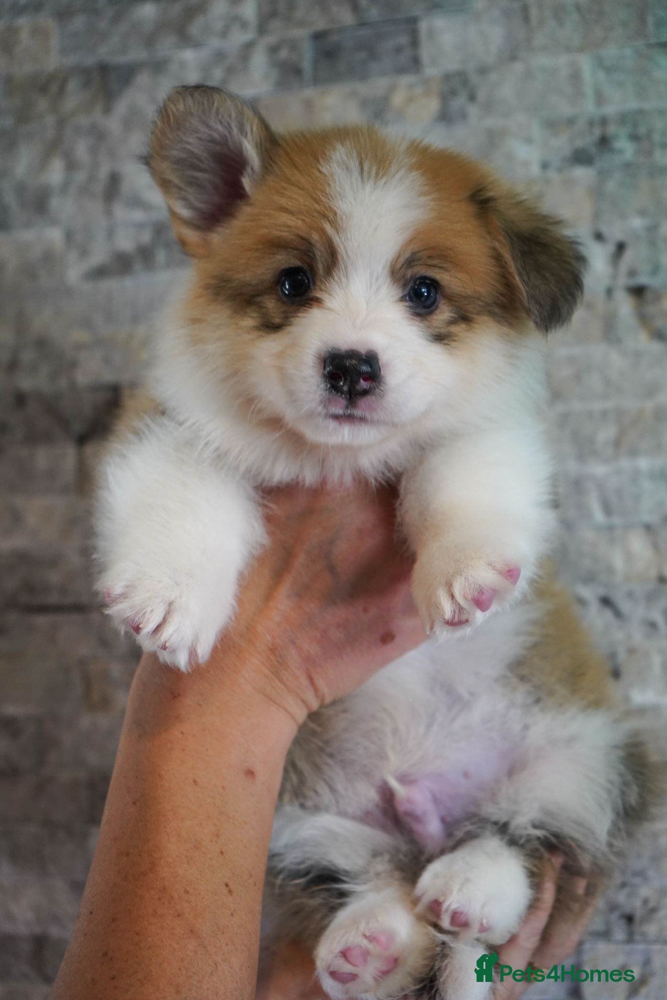 Welsh Corgi Pembroke dogs KC registered Welsh Corgi Pembroke - Advert 2