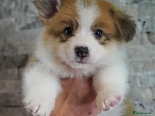 Welsh Corgi Pembroke dogs KC registered Welsh Corgi Pembroke - Advert 2