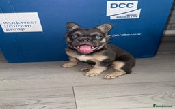 French Bulldog dogs for sale:  French bull dog female puppy! - Image 5