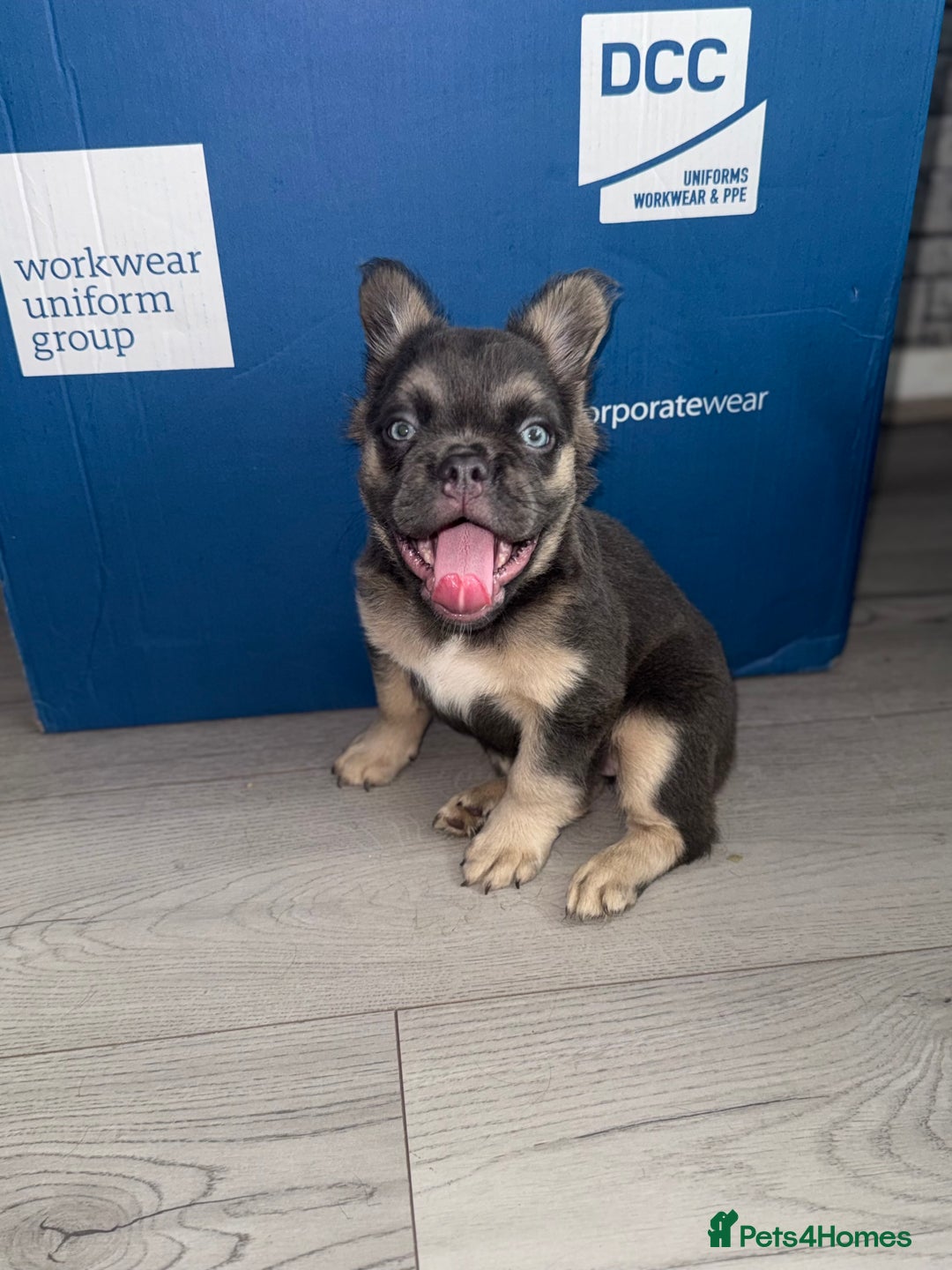 French Bulldog dogs for sale:  French bull dog female puppy! - Image 5
