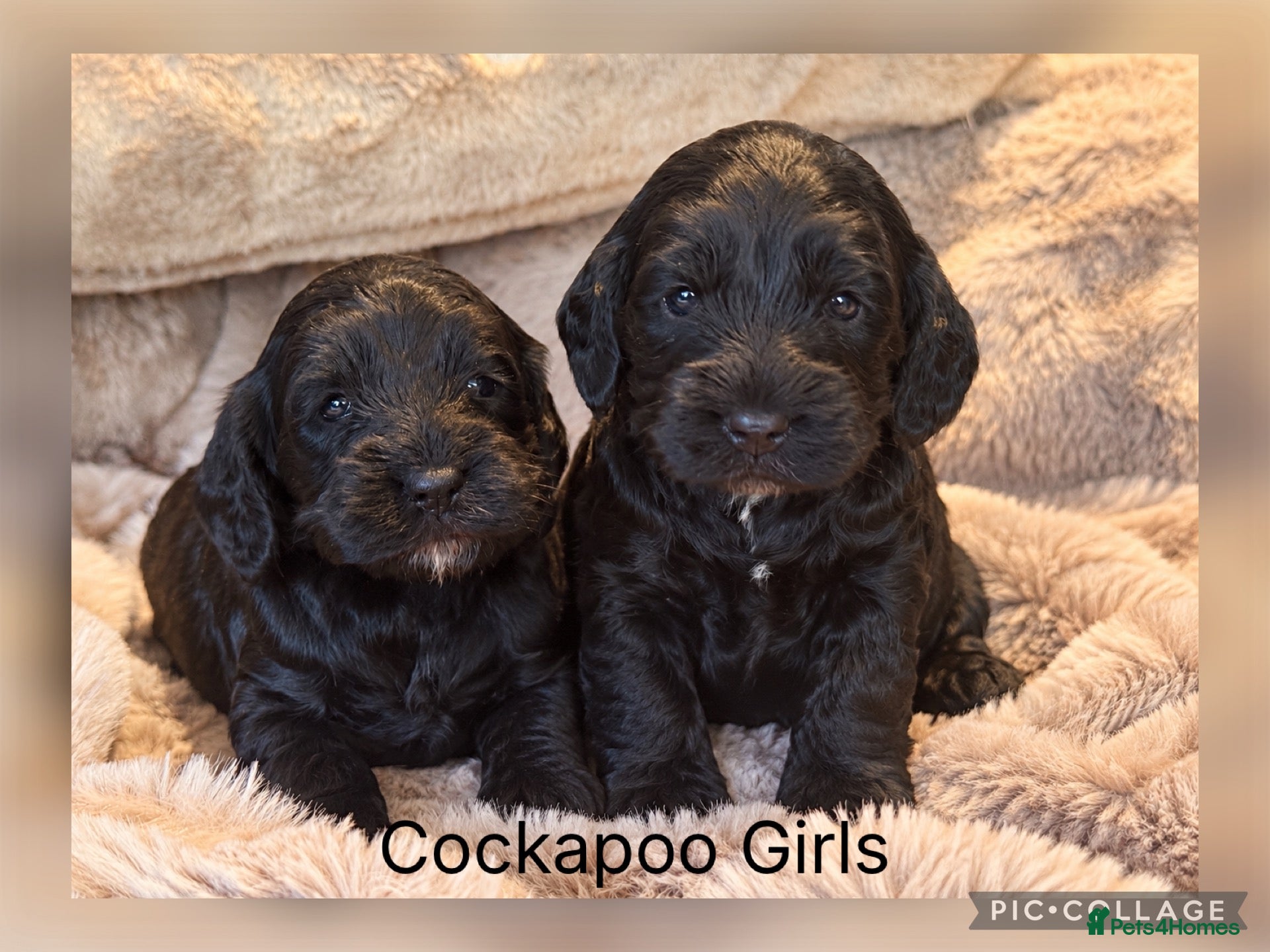 Cockapoo dogs F1 Gorgeous Cockapoo’s - Advert 2