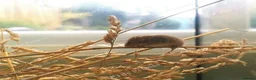 Mouse rodents for sale: Harvest mice - Advert 2