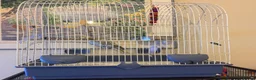Cockatiels birds for sale: Beautiful Cockatiel Friendly & Healthy + Full Cage - Advert 6