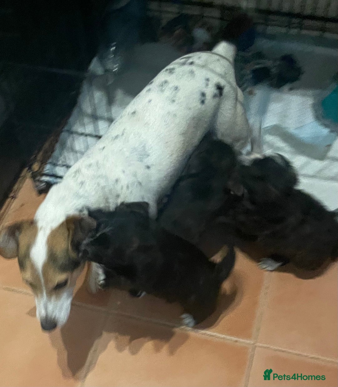 Mixed Breed dogs for sale: Jack Russell x westie  - Image 16