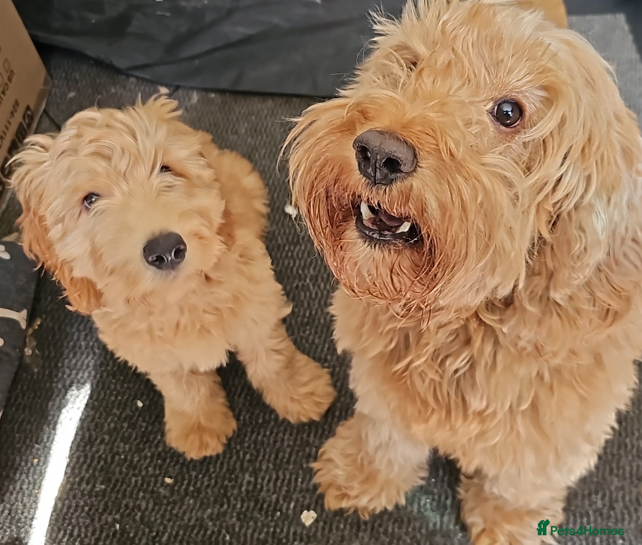 Cockapoo dogs Last Gorgeous Cockapoo Pup - Advert 12