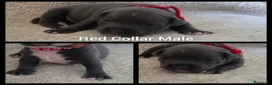 Staffordshire Bull Terrier 2