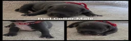 Staffordshire Bull Terrier dogs for sale: KC Blue Staffordshire Bull Terrier Puppies - Advert 13