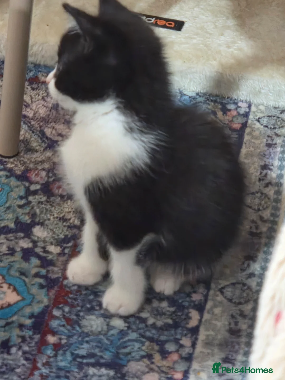 Mixed Breed cats for sale: Playful black and white tuxedo  - Advert 8