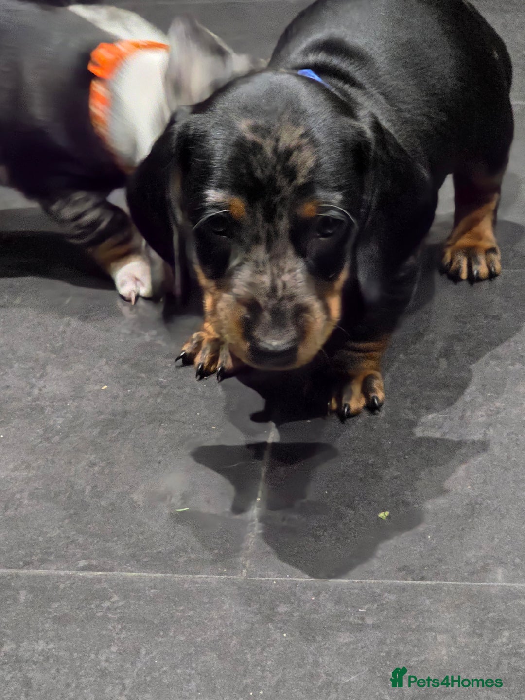 Dachshund dogs for sale: Beautifull puppies  - Advert 10