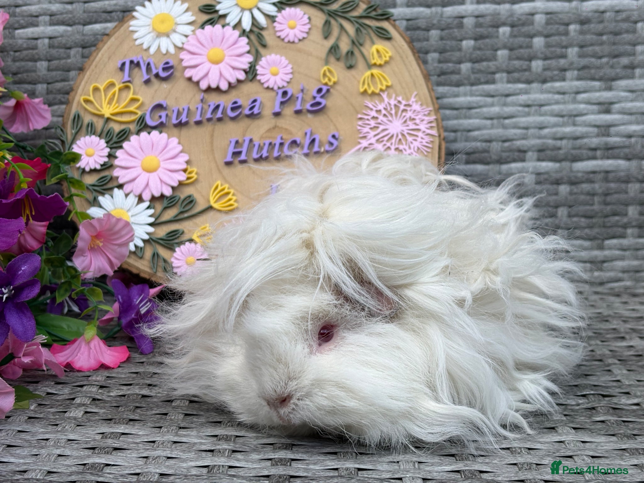 Guinea Pig rodents for sale: Purebred Lunkarya - Advert 20