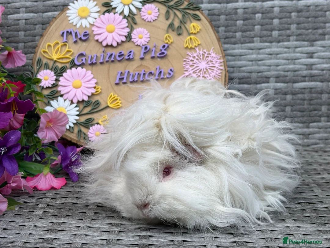 Guinea Pig rodents for sale: Purebred Lunkarya - Advert 29