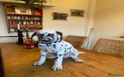 Dalmatian dogs for sale: Absolutely stunning liver puppy  - Image 9