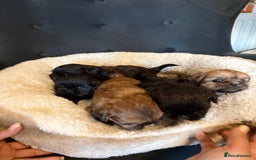Shih Tzu dogs for sale: Shih Tzu - Image 11