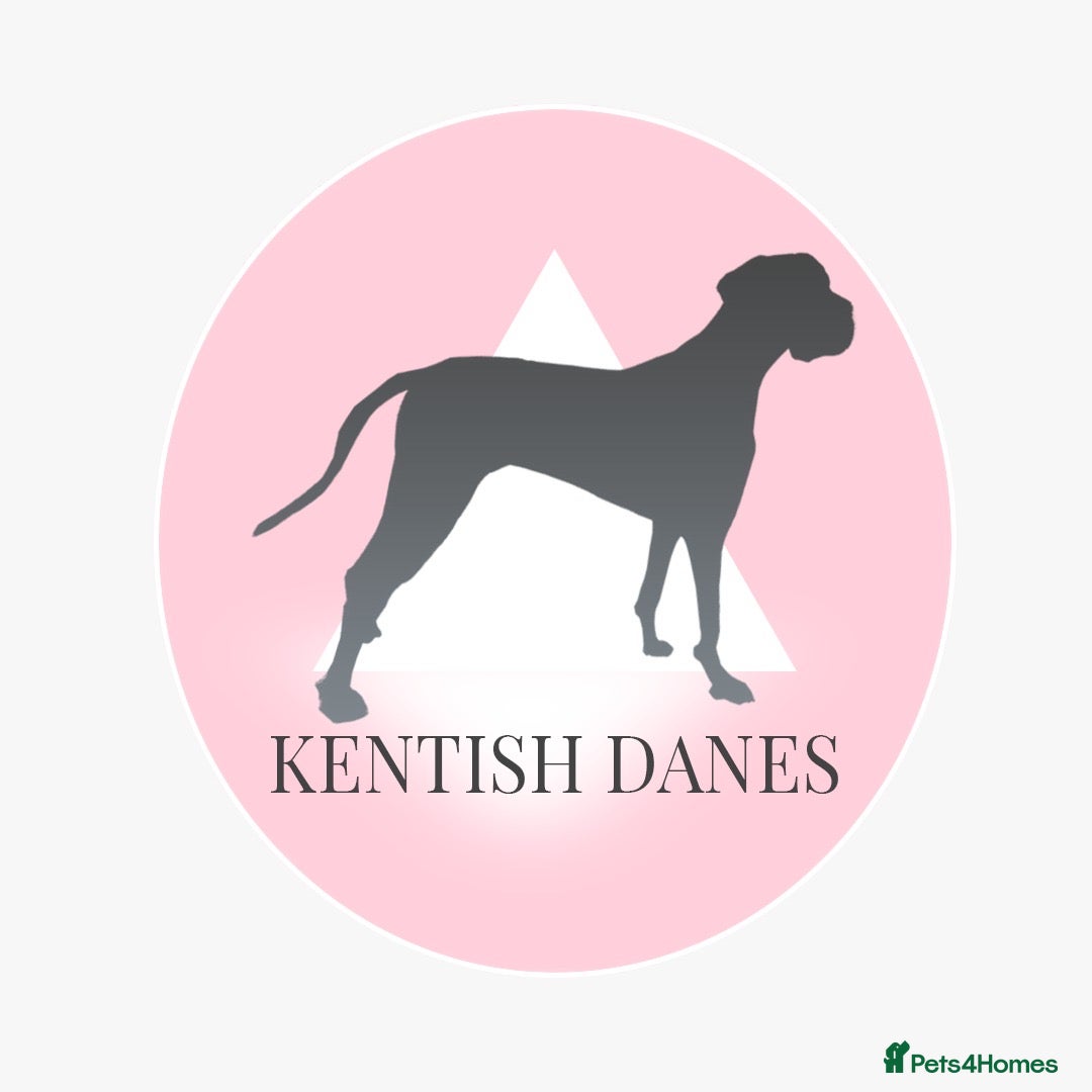 Great Dane dogs for sale: Welcome tothe world KC Registered Champ Bloodlines in Maidstone - Image 11