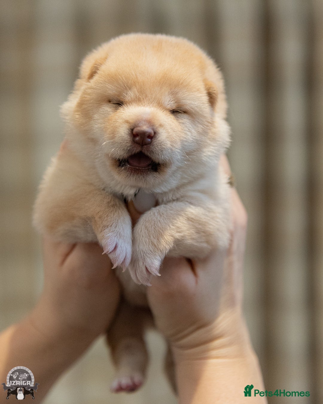 Japanese Shiba Inu dogs for sale: Outstanding quality two girls available. - Advert 7