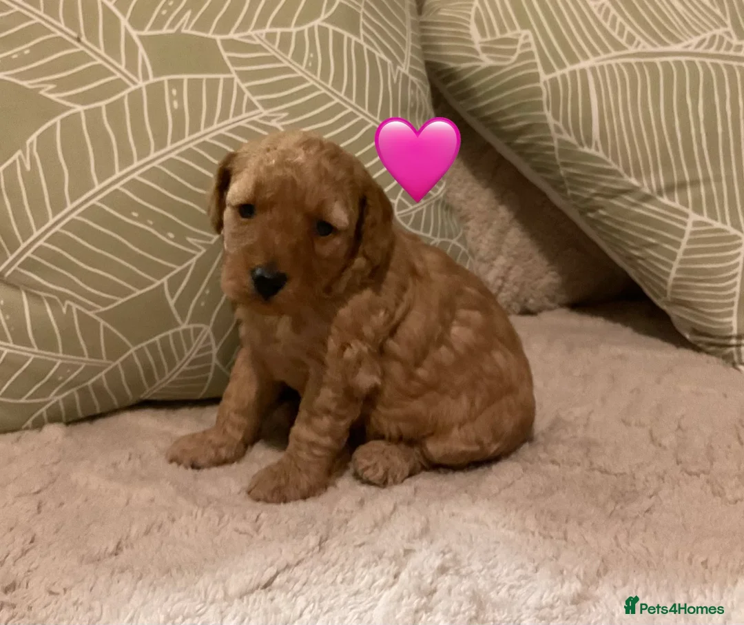 Jackapoo dogs for sale: Jackapoo Puppies - Advert 10