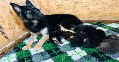 German Shepherd dogs - Advert 14