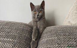 British Shorthair cats for sale: British shorthair blue / lilac kittens  - Image 34