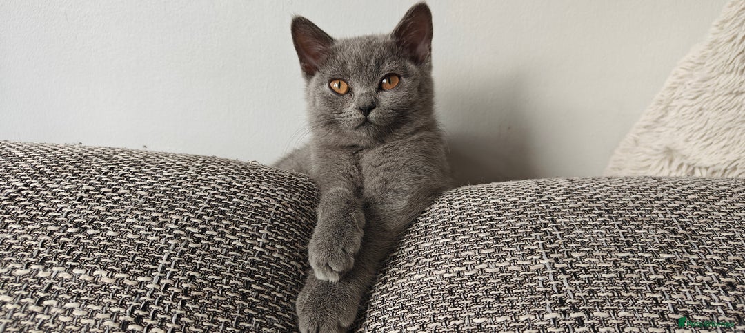 British Shorthair cats for sale: British shorthair blue / lilac kittens  - Image 34