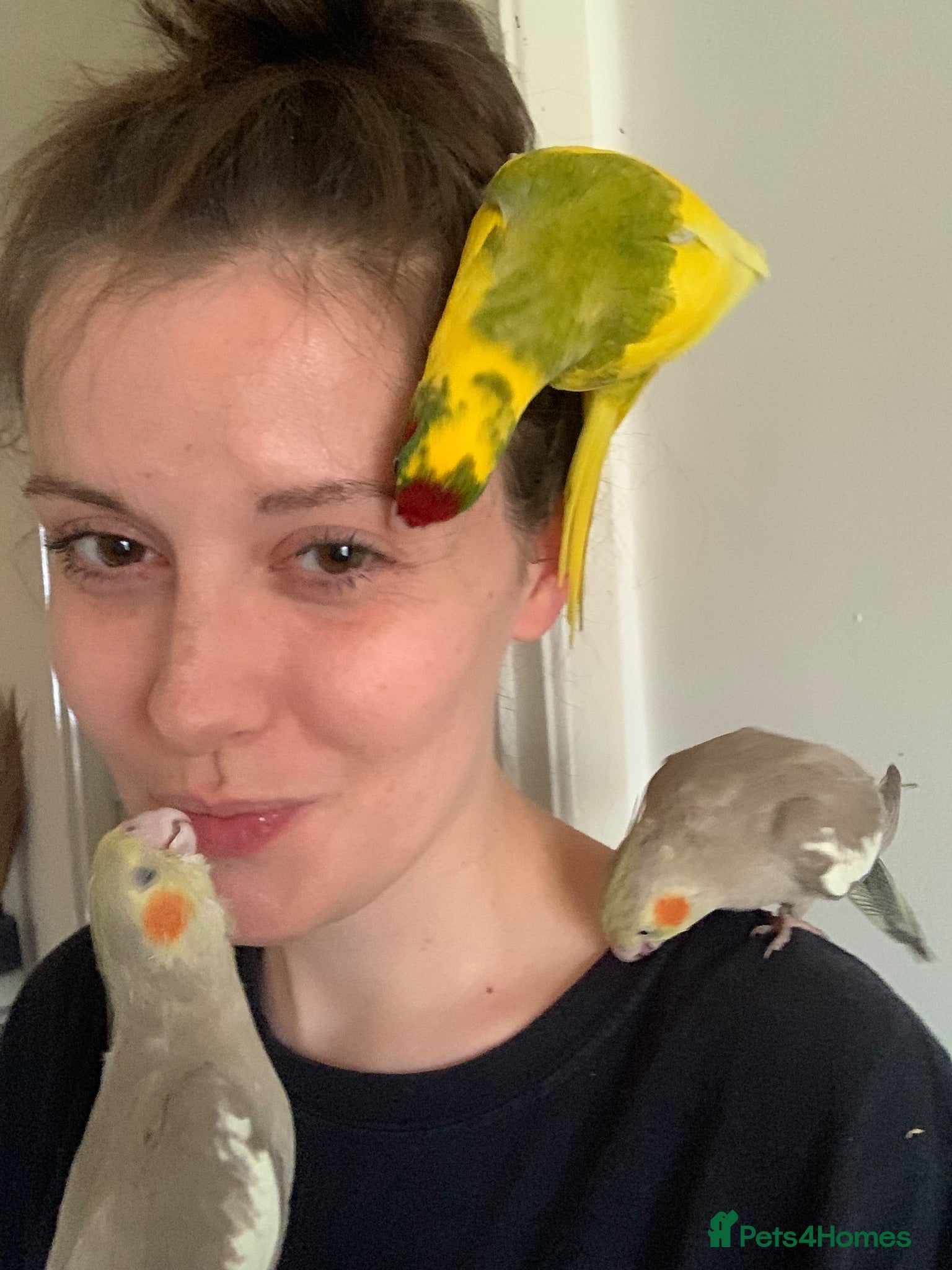 Parakeets birds 2Cockatiels & 2Kakarikis left! Hand Reared Babies! - Advert 2