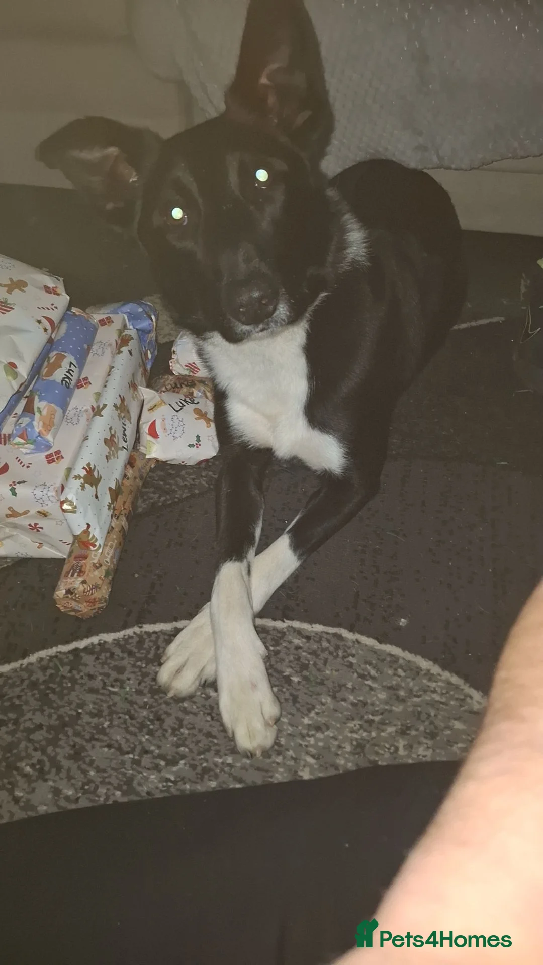 Border Collie dogs for sale: Male border collie  in Hull - Advert 2
