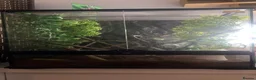 Gecko reptiles for sale: Female Dalmatian crested gecko with exo terra in Bolton - Advert 2